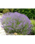  Lavandula angustifolia Izida куст